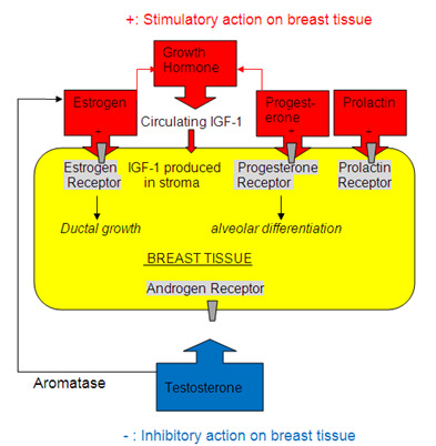 Tamoxifen 10 Mg For Gynecomastia