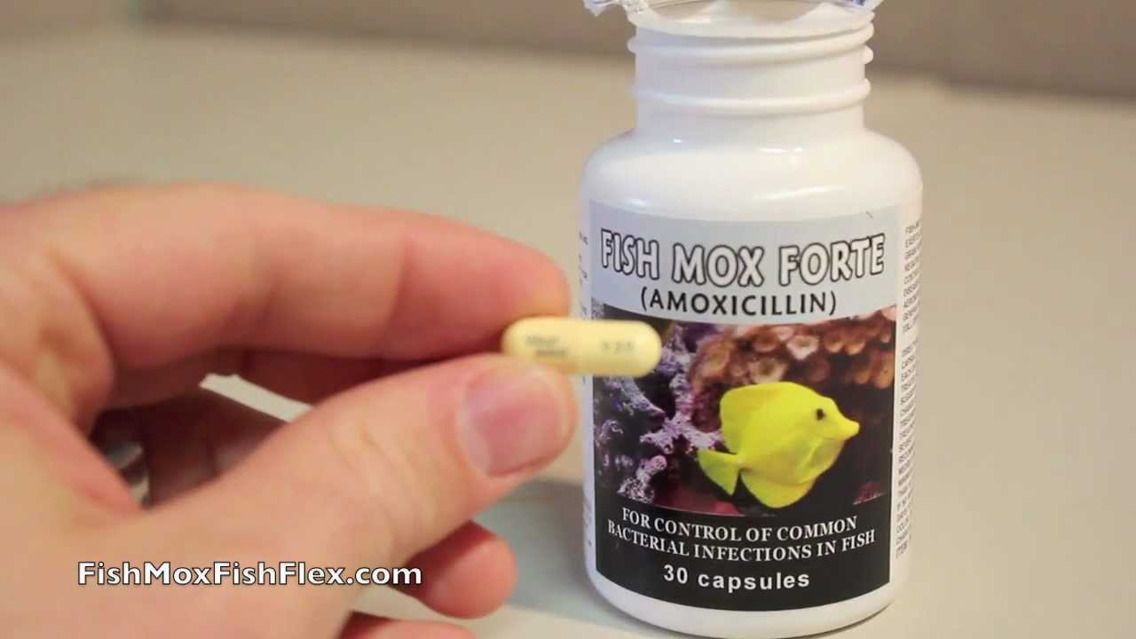 aqua mox 500mg amoxicillin antibiotic